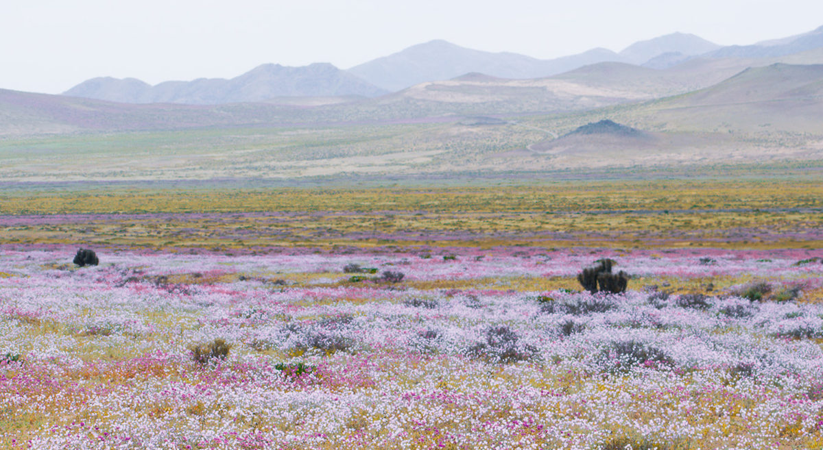 Nuestra Ruta por el Desierto Florido