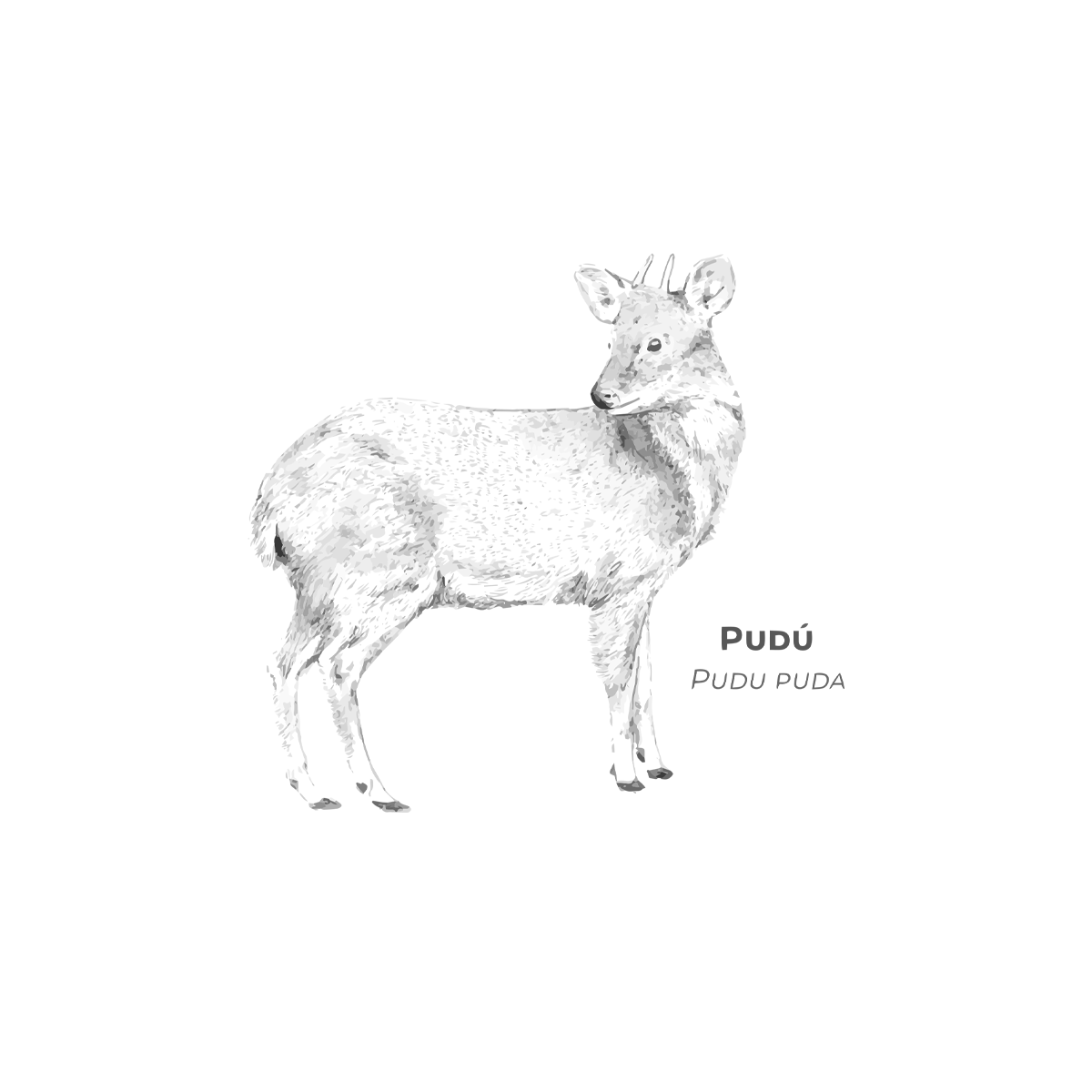 Pudú