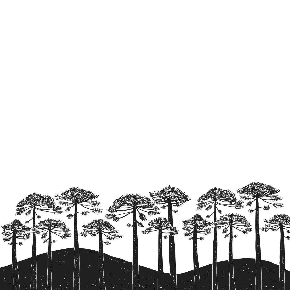 Araucarias