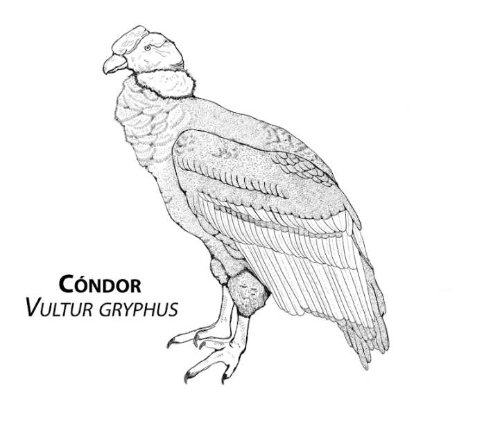 Cóndor