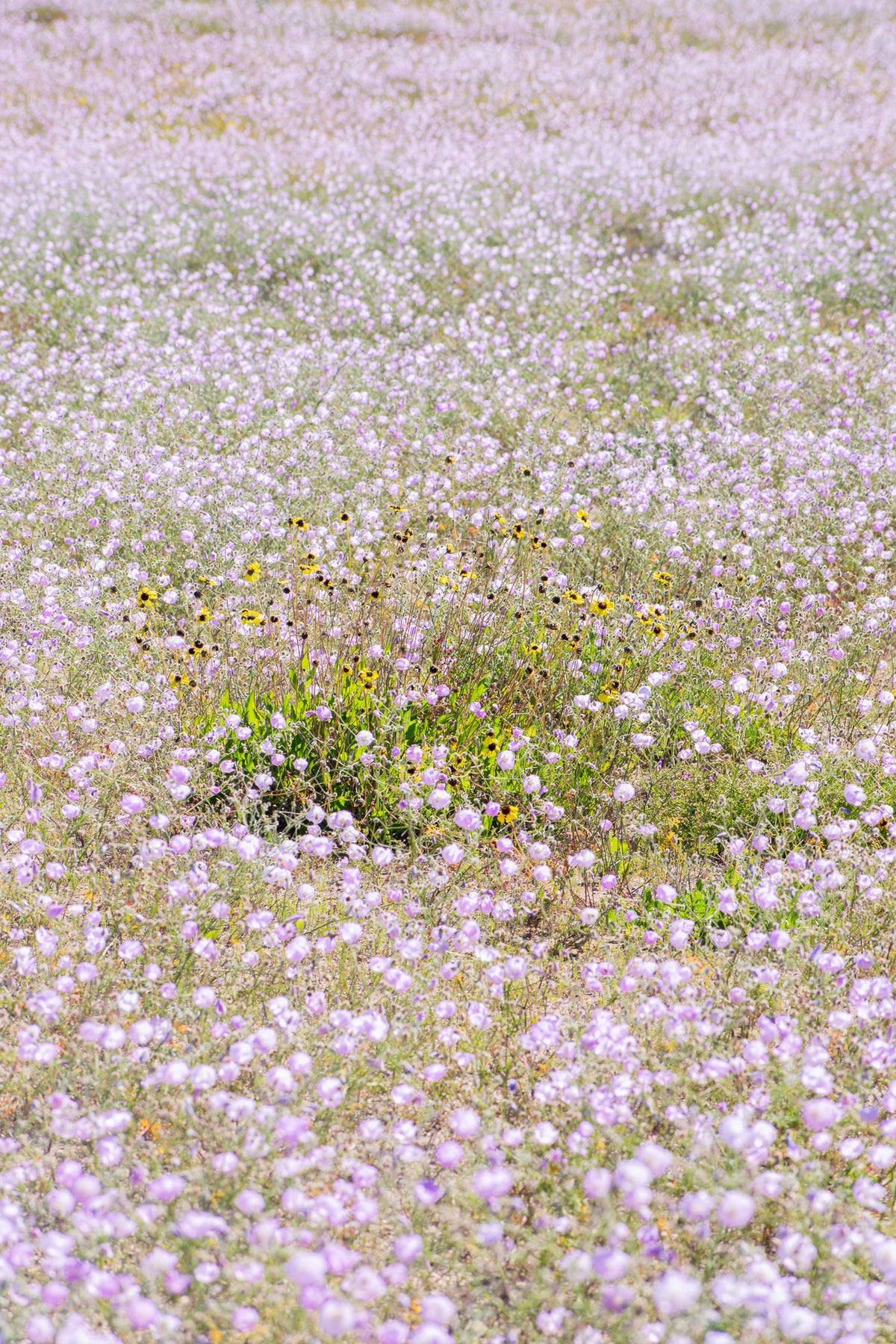 Entre la costa y las flores