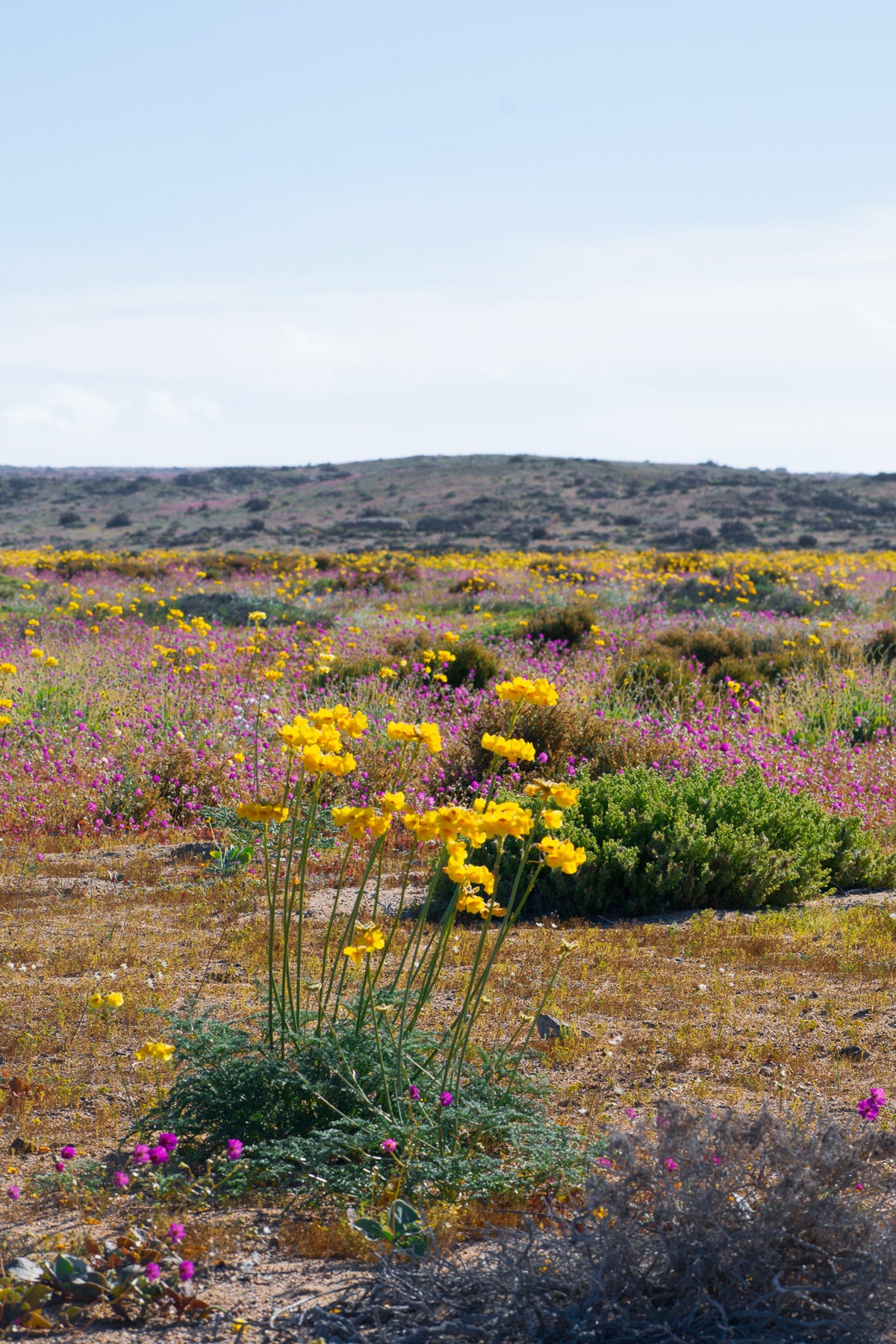 Flores junto al camino