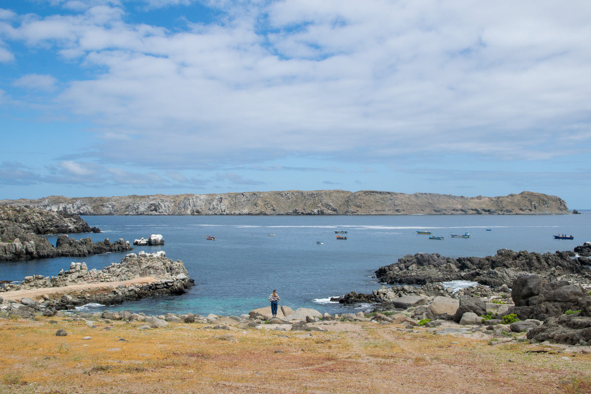 Caleta Cisne