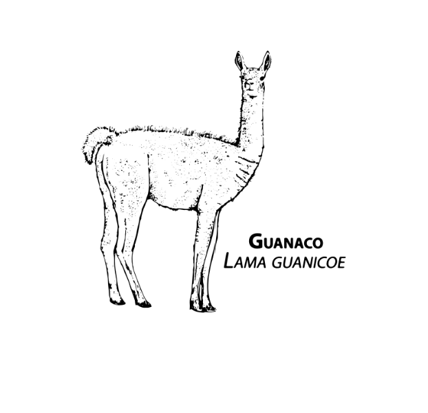 Guanaco