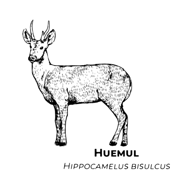 Huemul