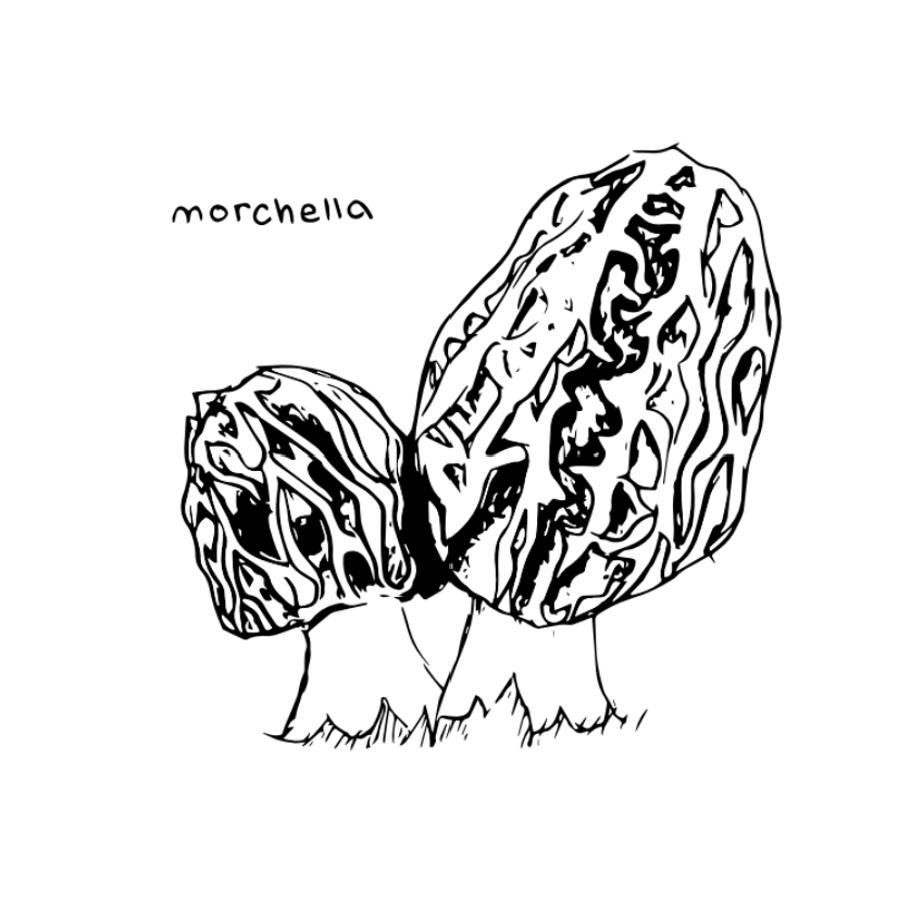 Morchella