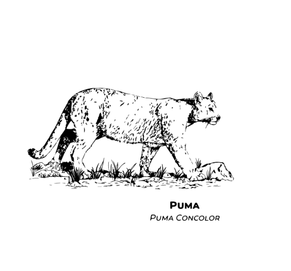 Polera Puma